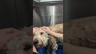 Dog Facial Treatment 🧖 Spa Day at PNWGROOMS Mobile Grooming