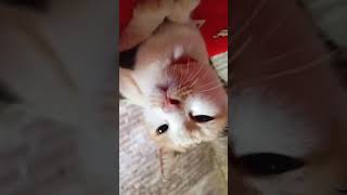 #cat #catlove #kucingkampung #catvideos #catshorts #kucingimut #kucingku #kucingkesayangan
