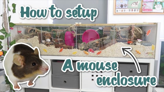 Information on DIY-ing a Mouse Enclosure 🐭 DIY Mouse Cages 🐭 : r/PetMice