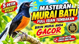 Masteran Murai Batu Full Isian Tembakan – Suara Tajam Bikin Merinding!