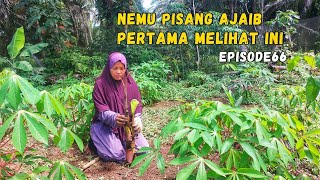 Unique Bananas Are Strange And Miraculous You Cant Believe It But Its True