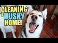 How To Prevent Husky Hair From Ruining Your Home! (Our Cleaning Secrets)