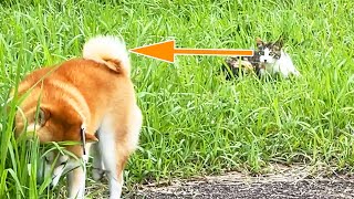 尻尾を狩られかけてるのに一向に隙以外が見当たらない温室育ちの柴犬