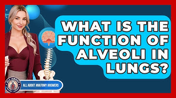 What Is The Function Of Alveoli In Lungs? - All About Anatomy Answers