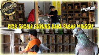 KIOS GROSIR BURUNG DARA PASAR MINGGU MENYEDIAKAN BAHAN PROSPEK SETENGAH JALAN HINGGA PLAYER