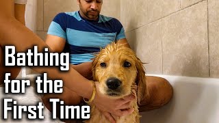 Golden Retriever Puppy Bathing for the First Time | Teddy's First Bath @ouramericandream1183