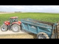 Case puma spreading manure in france