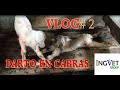 VLOG # 2 PARTO EN CABRAS Y DESINFECION DEL OMBLIGO