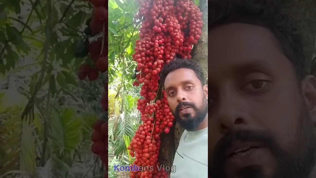 മൂട്ടിപ്പഴം