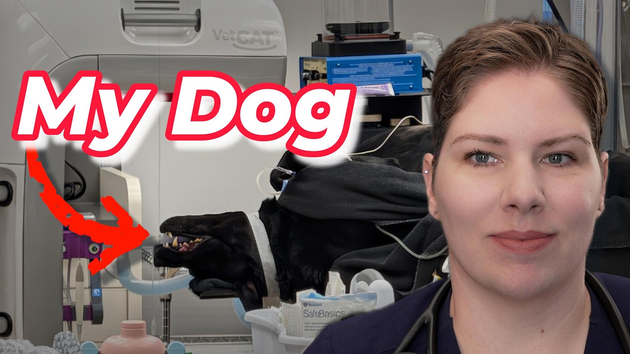 I Took My Dog to a Vet Dentist, Here’s What Happened