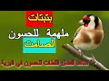 بتبتات الحسون 2020 الحل النهائي لسكوت الحسون chardonner goldfinch