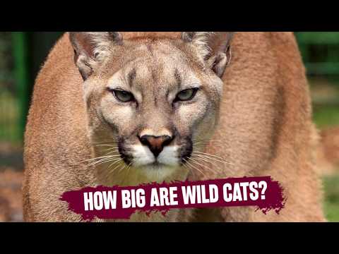 puma animal characteristics