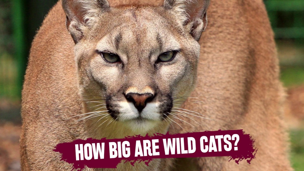 Size and Characteristics of in the Wild | Educational Cougar Video YouTube