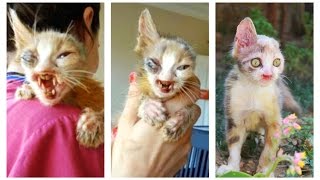 This Cat was so 'ugly' no one wanted her until a rescuer came along