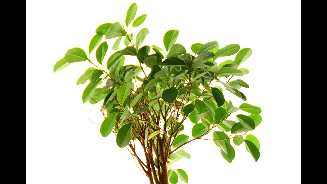 Ficus verliert Bltter: Ursachen, Pflege-Tipps & Lsungen