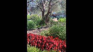 Boost Soil Moisture Retention | Midsummer Gardening | Clip 3/10