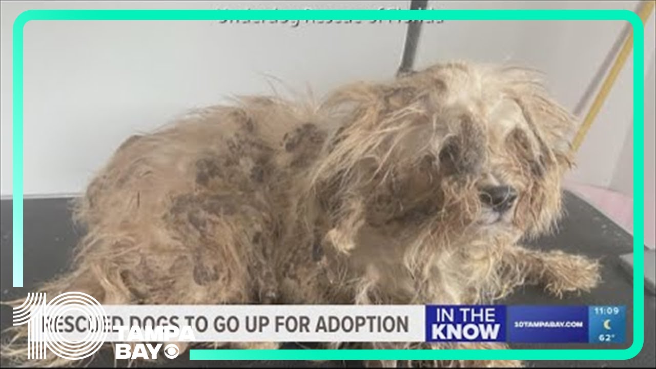 Dozens of dogs rescued from Miami hoarding situation to go up for ...