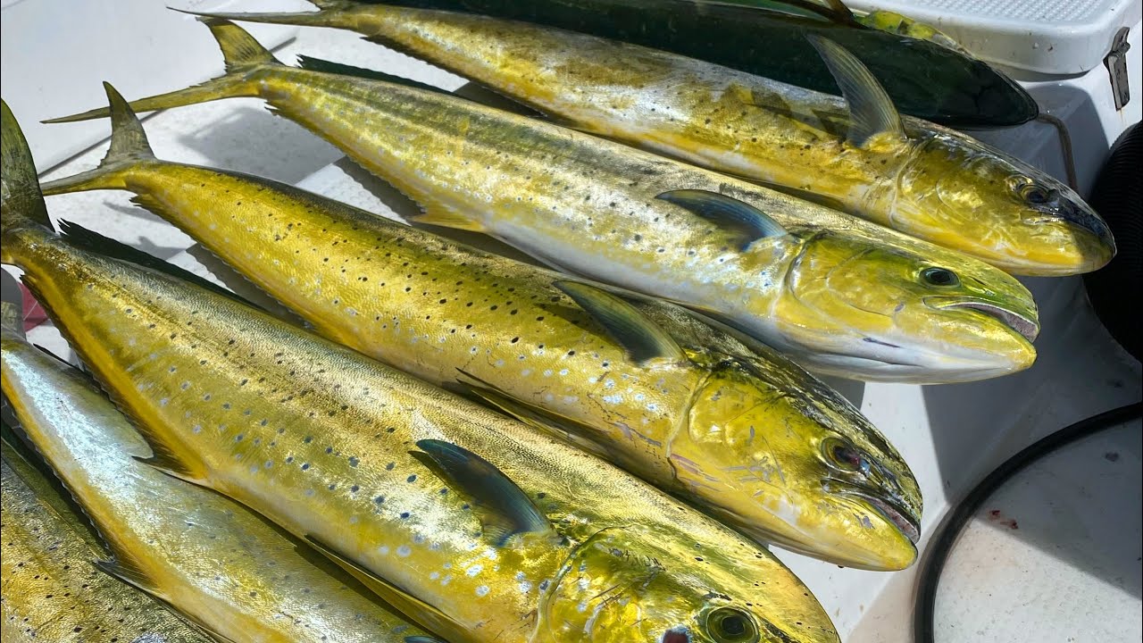 MAHI MAYHEM! | Guam Fishing Expeditions