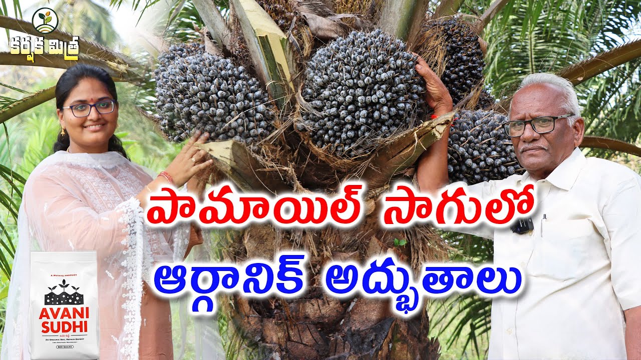పామాయిల్ సాగుతో రైతు దశ తిరిగింది ||అవనిశుద్ధి బాగుంది|| Record Prices in Oil Palm || Karshaka Mitra