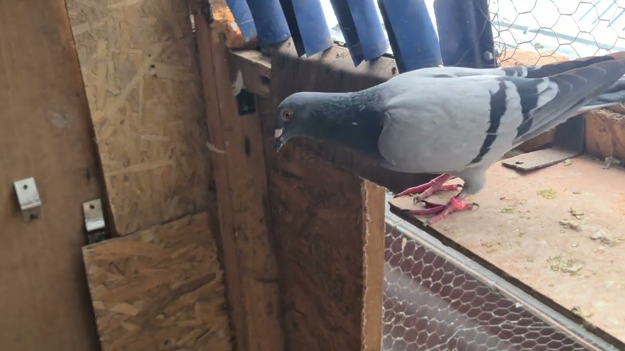 🤬🤬🤬Am un porumbel  pripasit de nu imi da pace ,😡este si bolnav are variola ‼️