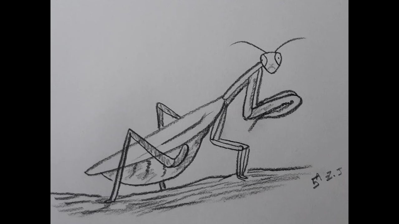 Cómo dibujar una Mantis religiosa | How to draw a Praying Mantis - thptnganamst.edu.vn