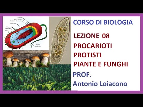 Video: A quale altro protista è simile un Volvox?