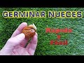 Germinar nuez  rpido y fcil  semillas nogal  cultivo paso a paso