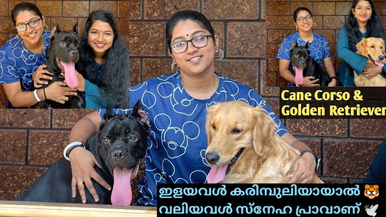 ഹരിയാനയിൽ നിന്ന് ഫ്ലൈറ്റിൽ കൊണ്ടുവന്ന Cane Corso cane corso malayalam
