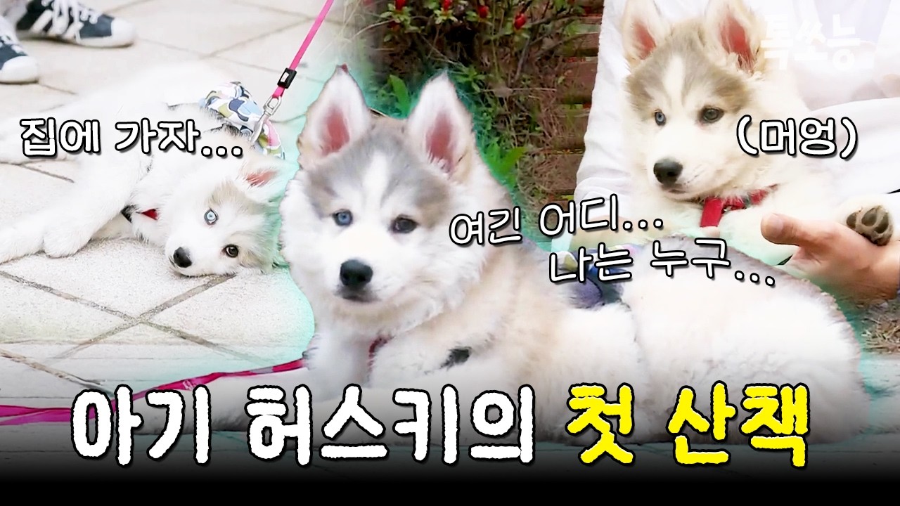 개린이가 된 허숙희 뚜이 씨의 첫 산책🐕🐾 (feat. 아빠 최현석) | #개밥남