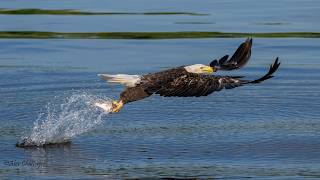 Osprey and BaldEagle Fishing Action in Virginia USA