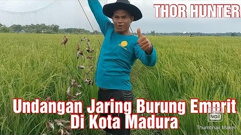 Undangan Jaring Burung Emprit Di Kota Madura Eps1