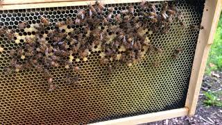 How Fast Can a Queen Start Laying After Emerging?