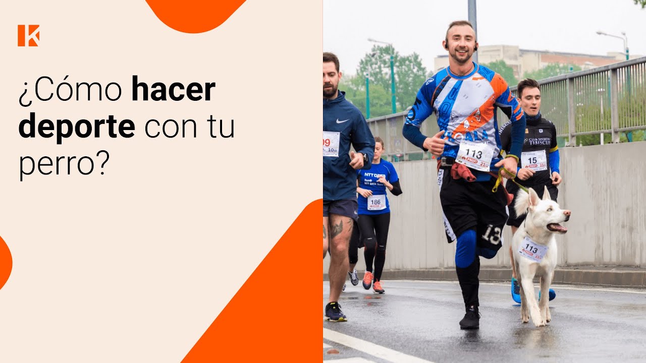 Cómo hacer DEPORTE CON TU PERRO 🏃🏻‍♀️🐕 ¿QUÉ HAGO? 🙄 ¡TE DAMOS UNAS NOCIONES BÁSICAS!