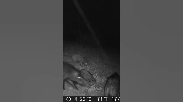 #shorts #short #wildboar #nature #wildlife #wild #animals #trailcam #trailcamera #fyp #photography