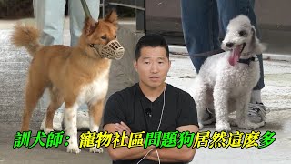 一棟14戶住宅樓竟出現5個問題犬家庭鄰居間互相包庇忍讓訓犬師過五關斬六將訓人訓犬兩不誤最後贏得所有人尊重