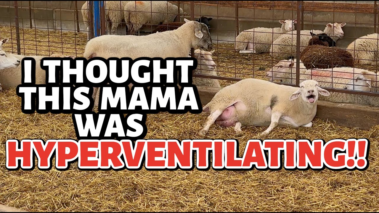 Летние дневники ягнёнка, часть 4 ~ Эти ягнята уже слишком большие, чтобы их выпускать? Видеоблог 815