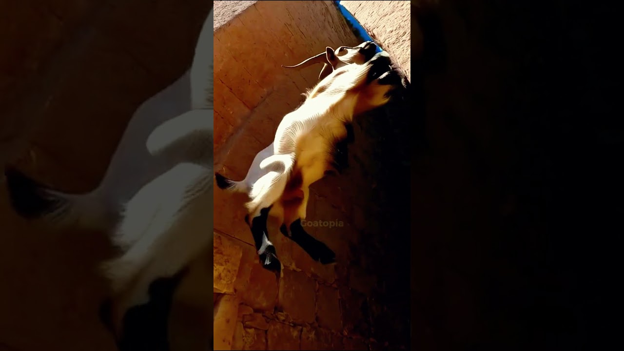 Epic Cliff Goat’s Fearless Urban Wall Climb Adventure! 