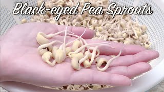 Grow Blackeyed Pea Sprouts in just 3 Days  Bonus! How to Use them in your Recipes