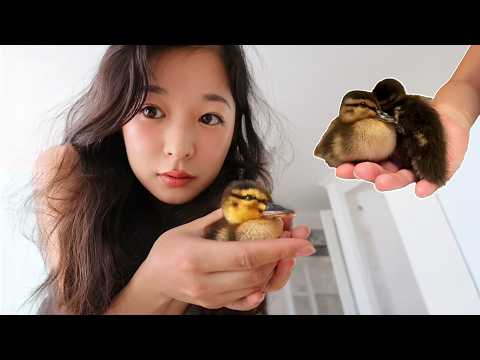 Two Ducklings Took Over Our Home in Korea