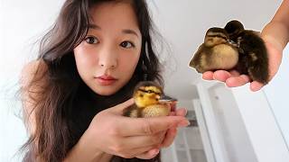 Two Ducklings Took Over Our Home in Korea