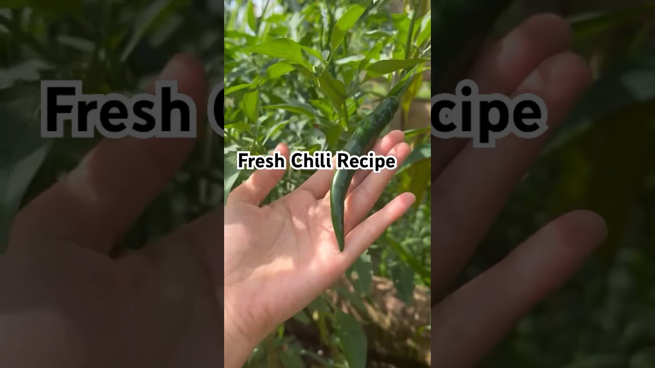 CHILI GARLIC OIL RECIPE                1/4 kgFRESH  CHILI PEPPER•             *2 HEADS GARLIC•