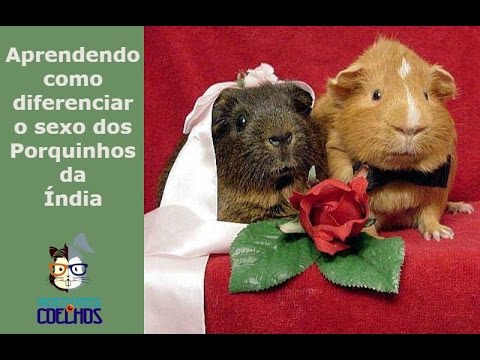 Vídeo: Como Distinguir Um Macho De Uma Fêmea Porquinho-da-índia