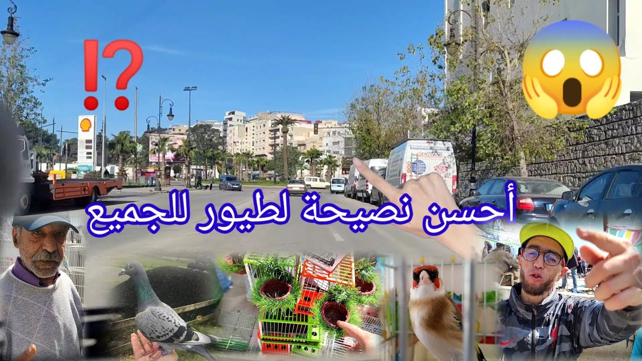 عنوان سوق مدينة👍طنجة أحسن⁉️ دواء🤫القميل وفاج لطيور ونصائح الأخ أحمد زجوالي  وجميع طيور وحمام موجودة😱