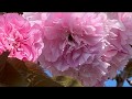 チャイコフスキー「花のワルツ」The Waltz of the Flowers by Tchaikovsky by VPO conducted by Boskovsky( by Yukié Kudo)