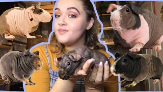 HOW TO CARE FOR SKINNY PIGS (HAIRLESS GUINEA PIGS)