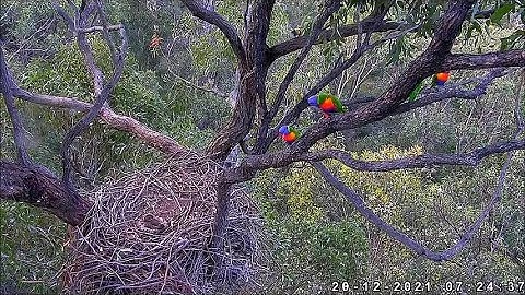 Daisy gets another visit from Rainbow Lorikeets ~ ©SeaEagleCAM Team