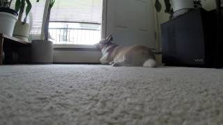 Broading Corgi coolin at the window
