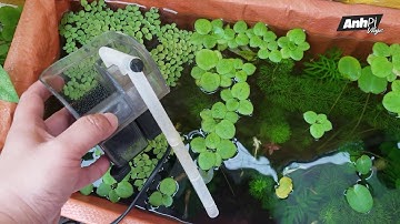 LỌC THÁC LÀ LOẠI LỌC KHÔNG DÀNH CHO NGƯỜI MỚI | Guppy Diary #129