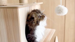 Our cute kitty seems to be interested in a cat tower ball, but...  Elle video No.29