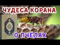 Чудеса Корана о Пчёлах: Тайны Божественной Мудрости, Которые Шокируют Людей!